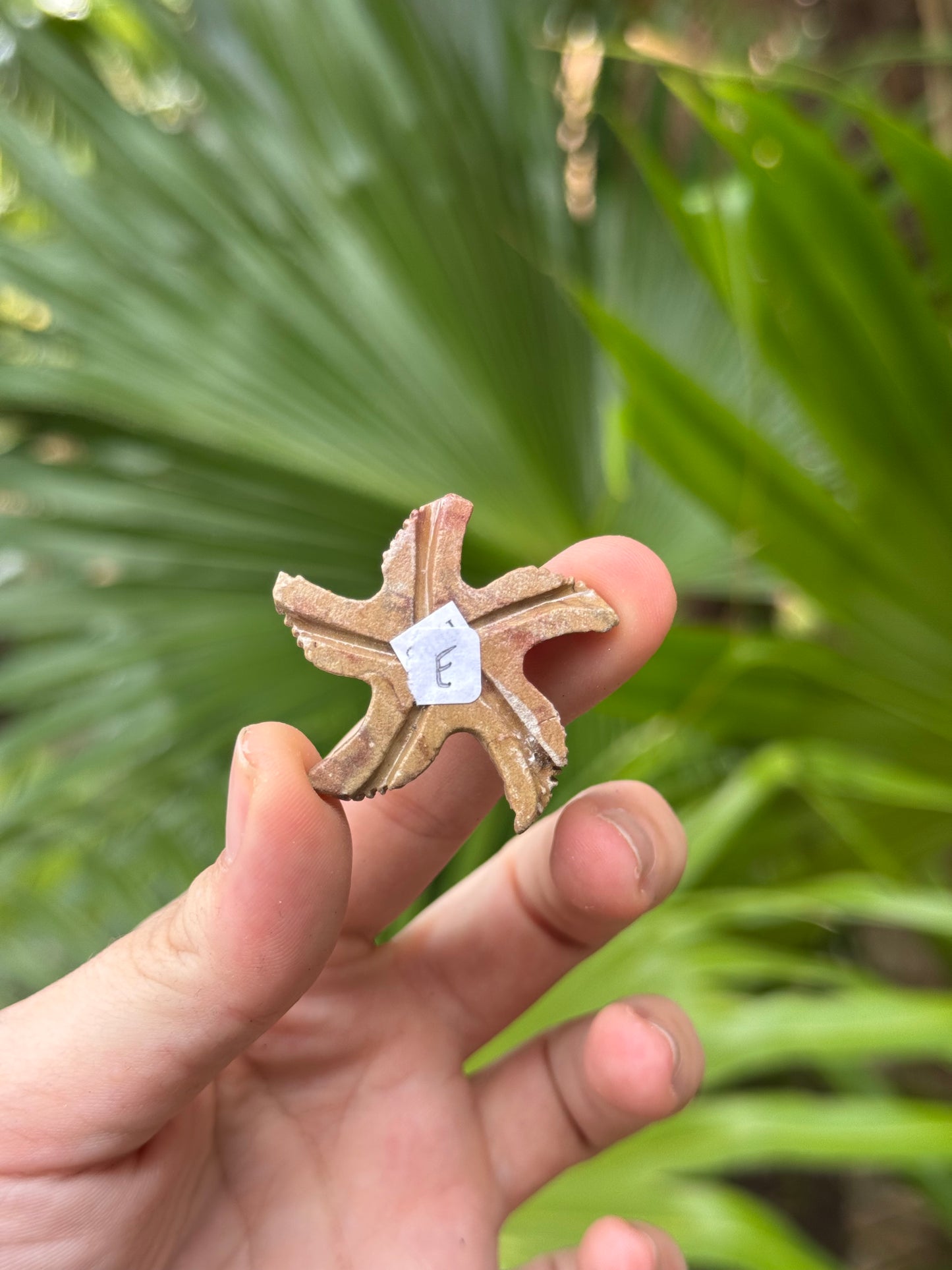 soapstone starfish carvings