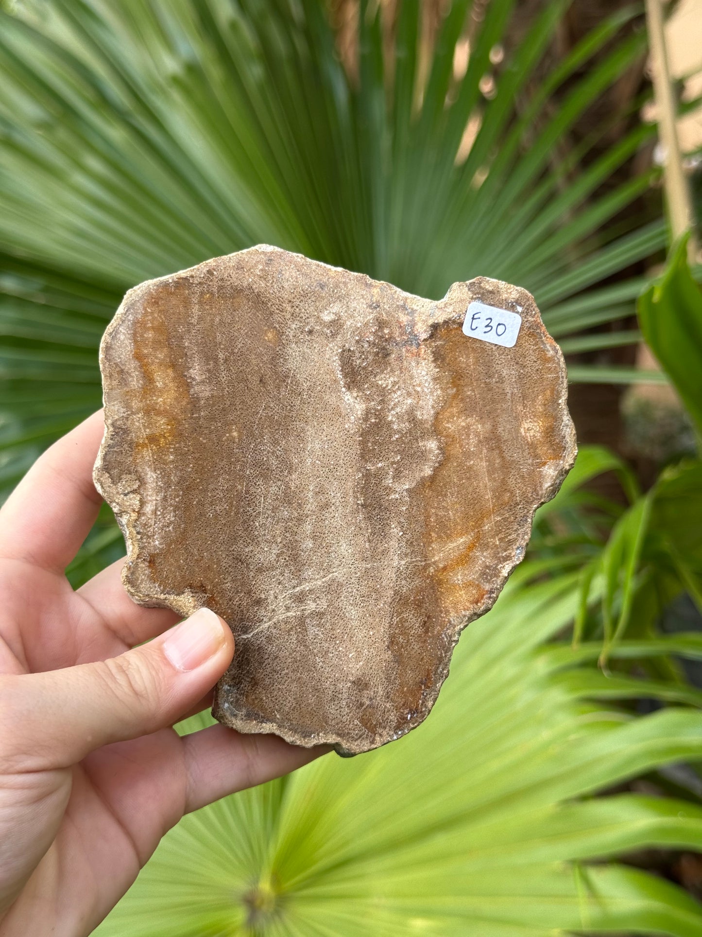 petrified wood slab E