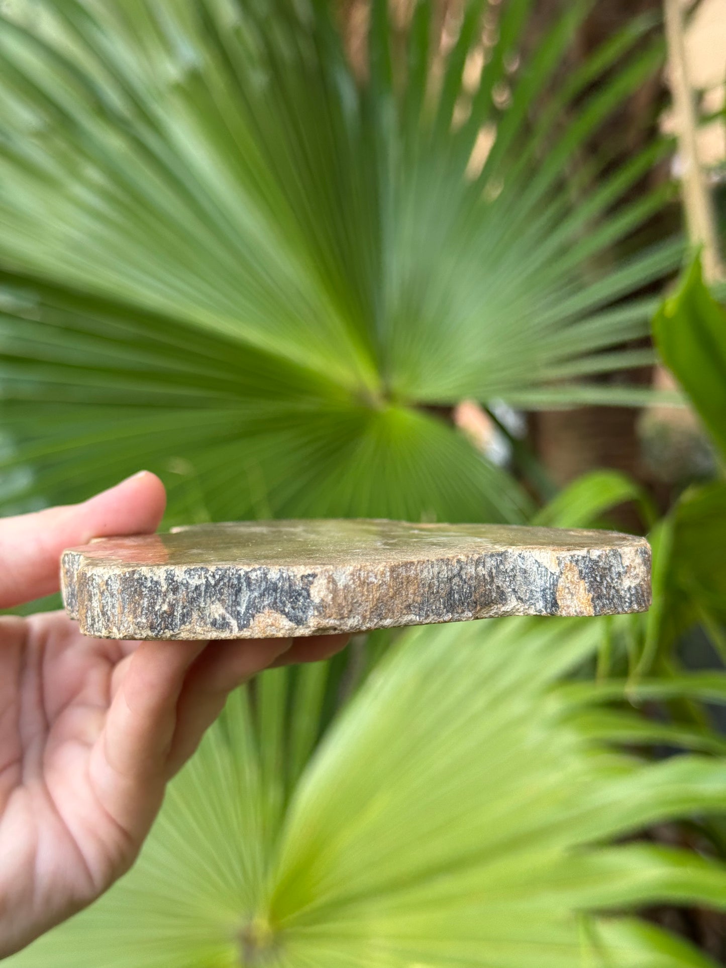 petrified wood slab E