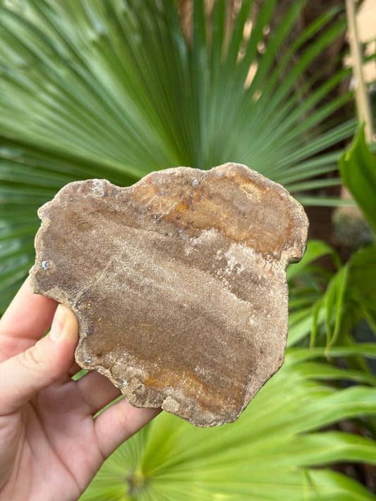 petrified wood slab E