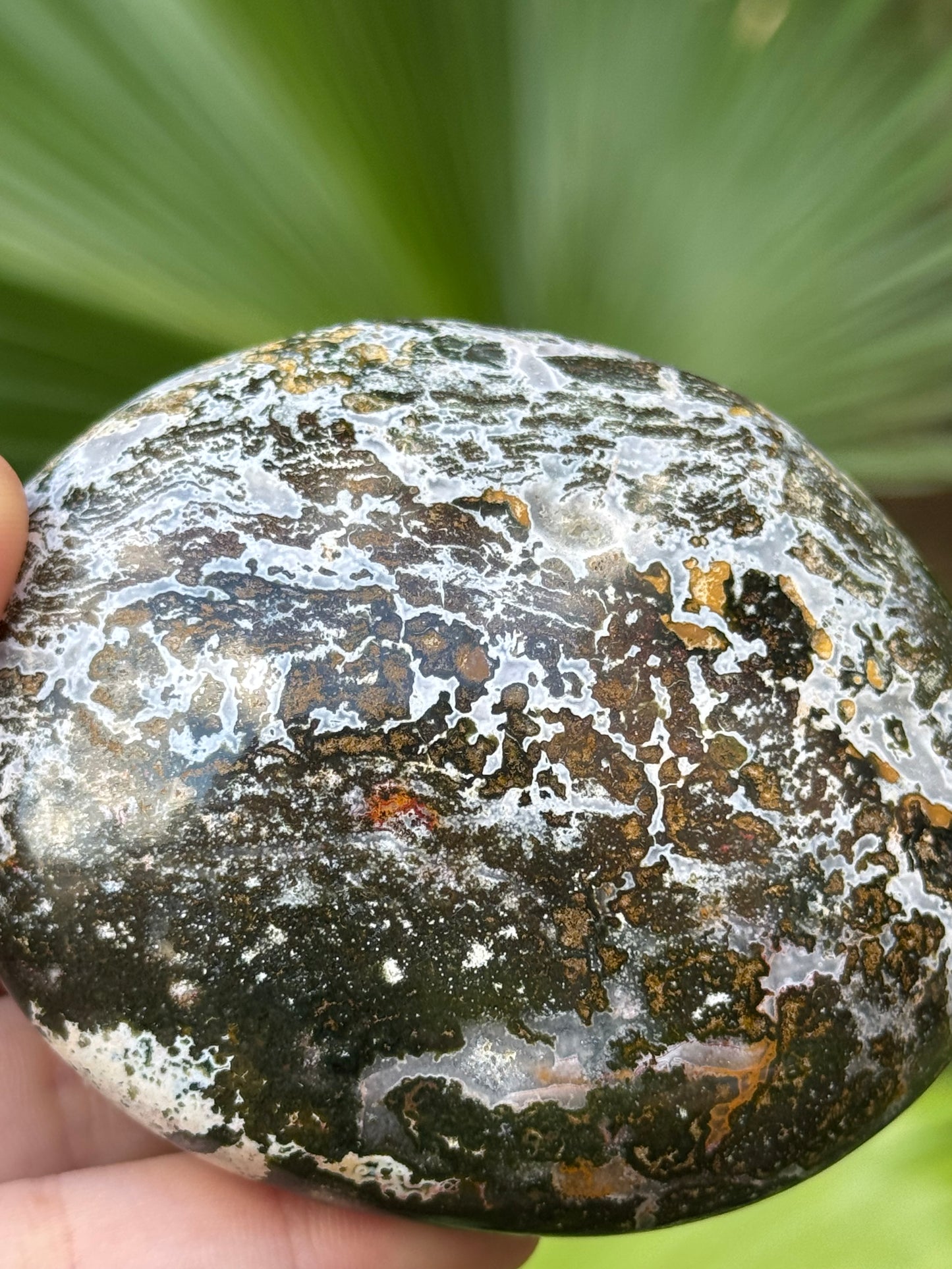 ocean jasper palmstone D